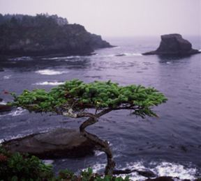 Cape Flattery